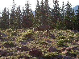 A Buck on Mount Phillips